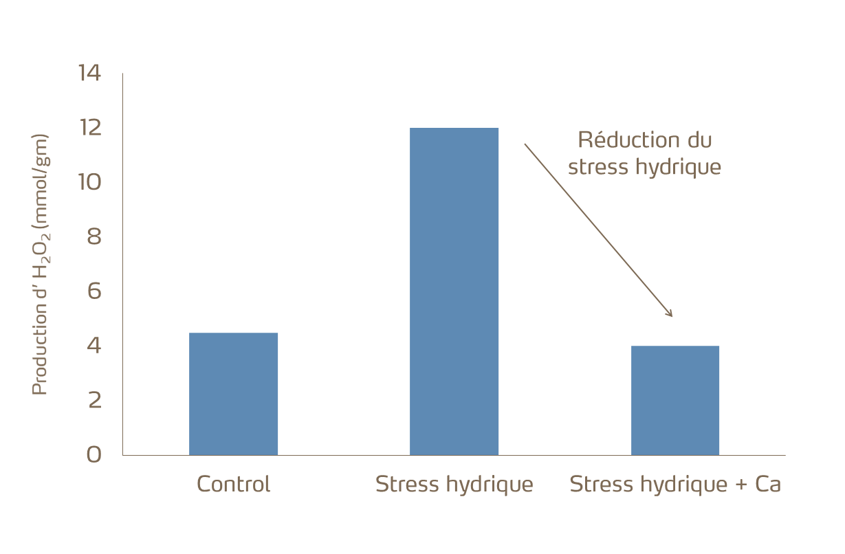 Le calcium aide à protéger les plantes contre le stress thermique