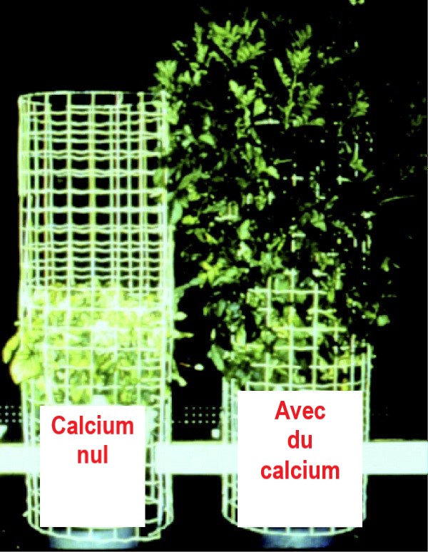 Effet du stress thermique sur les plants de pomme de terre