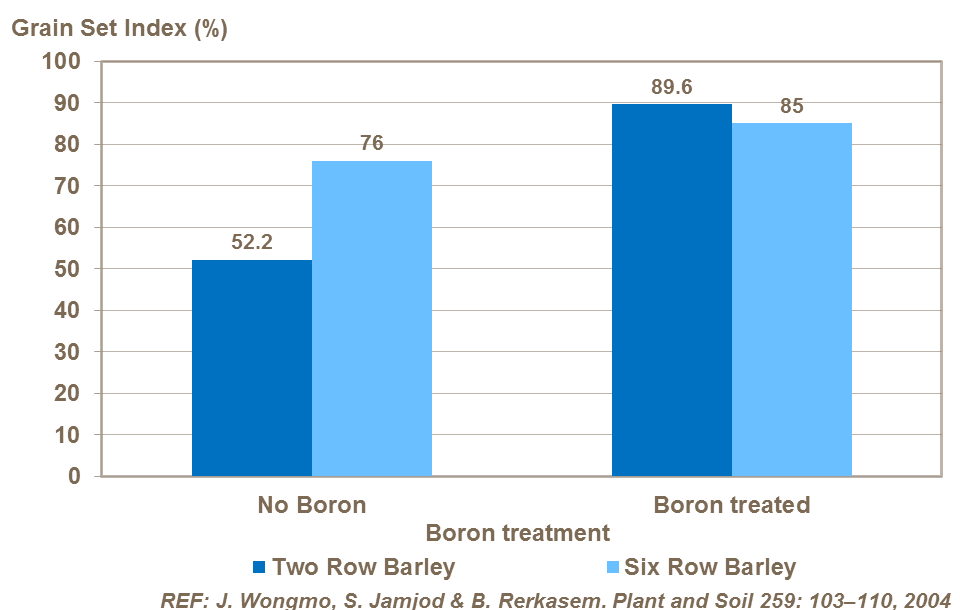 Effect of boron on grain set in barley, field trial