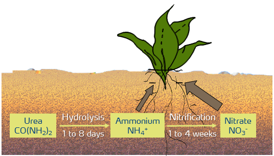 urea-ammonium-nitrate.png