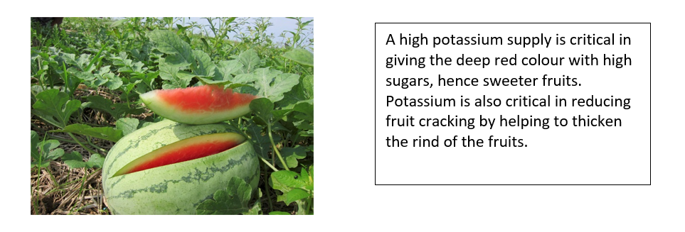 Best Fertilizers for melons Yara Kenya