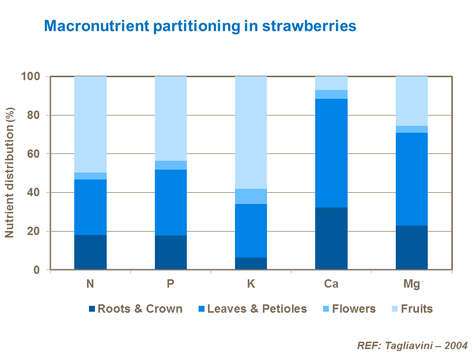 Macronutrient partitioning in strawberries