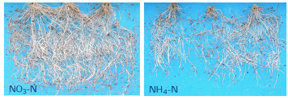 tomato - Hanninghof.png