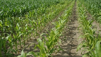 Manganese deficiency