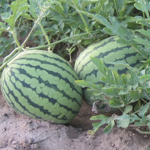 Melon
